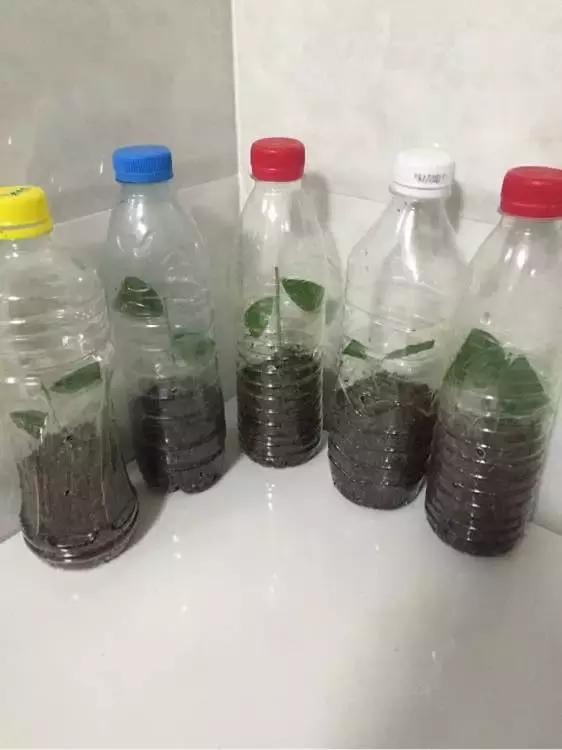 大水瓶扦插生根神器,室内用塑料瓶扦插生根最快方法