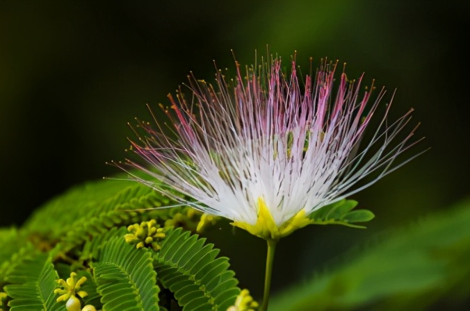 能让人安静下来的一味中药,一味中药胜过安眠药