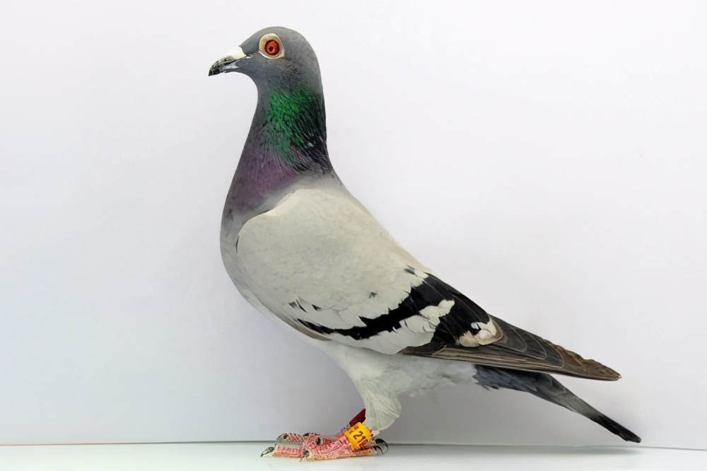 幼鸽下窝如何提高食欲,幼鸽饿了