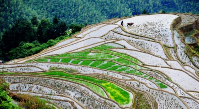 高高的梯田,水是怎么上去的?江西老农说的一句土话道出奥妙