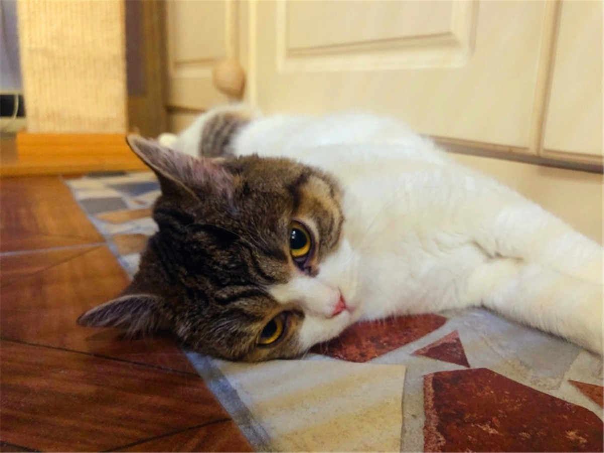 猫咪疫苗去宠物医院打靠谱吗,打疫苗辟谣