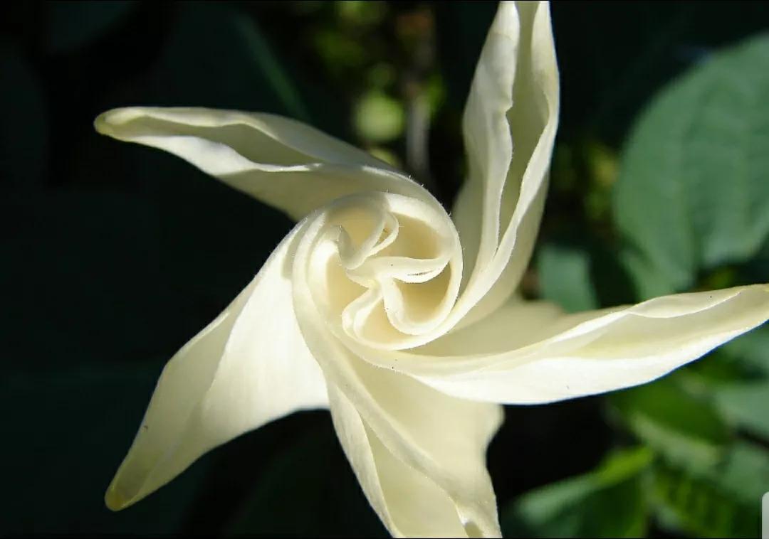 奇葩造型花：头上长草，心中有鬼，白月光。白天不开你非要晚上开