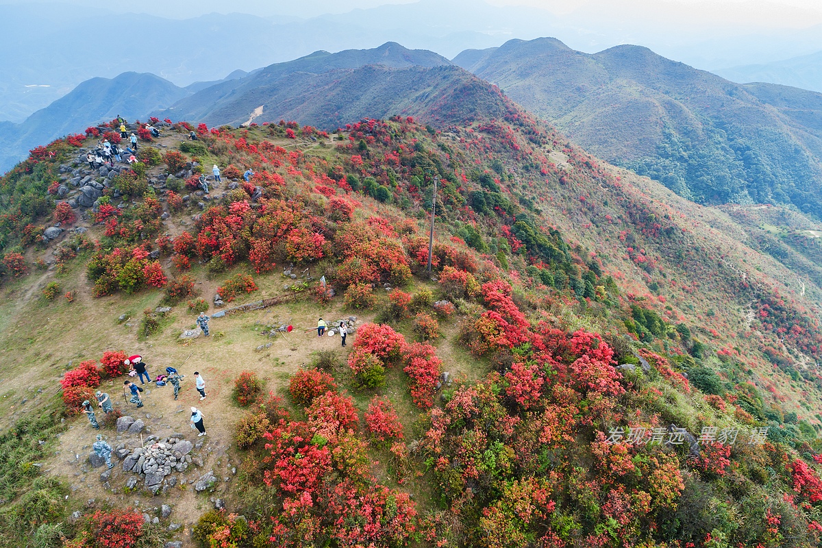 走最远的路,航拍广东最壮美的野生杜鹃花海