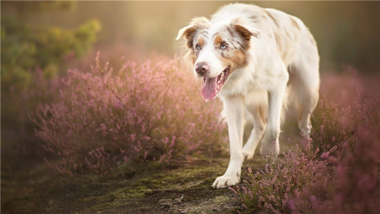 狗适合住13层吗,适合狗狗住的房子