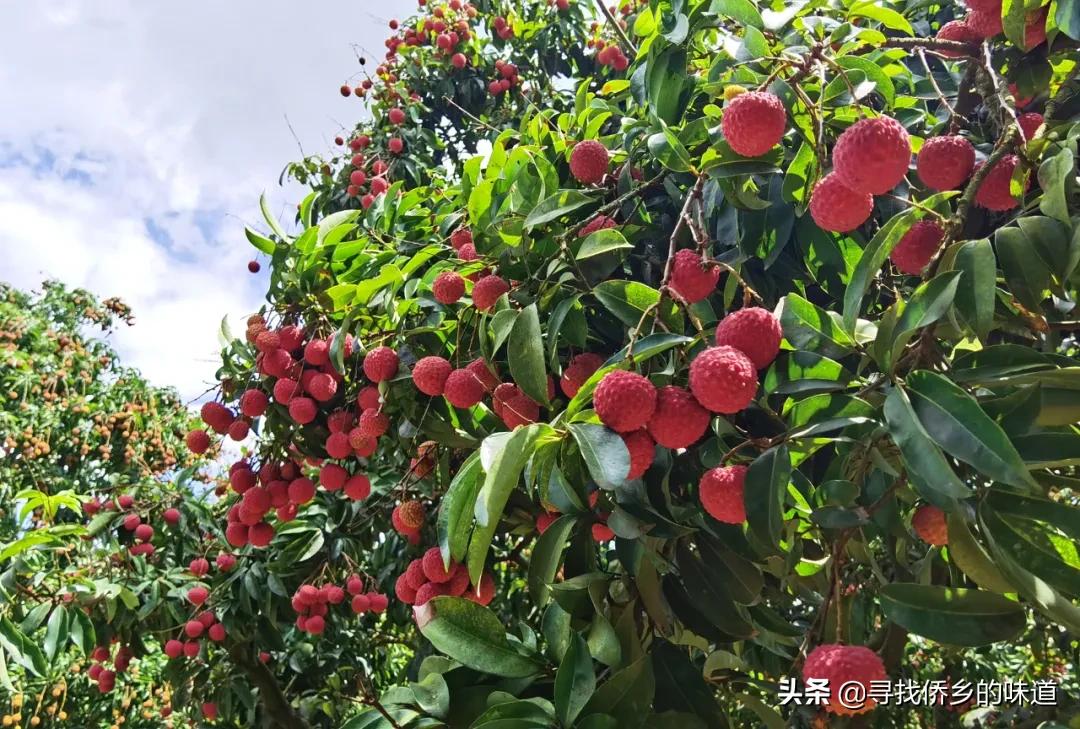 5月份江门哪里可以摘荔枝,江门哪里有免费荔枝摘