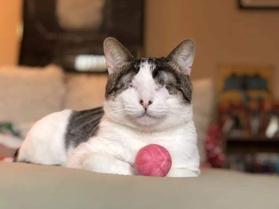 剪掉猫咪胡须对猫咪有影响吗,猫咪胡须不小心剪了会长吗