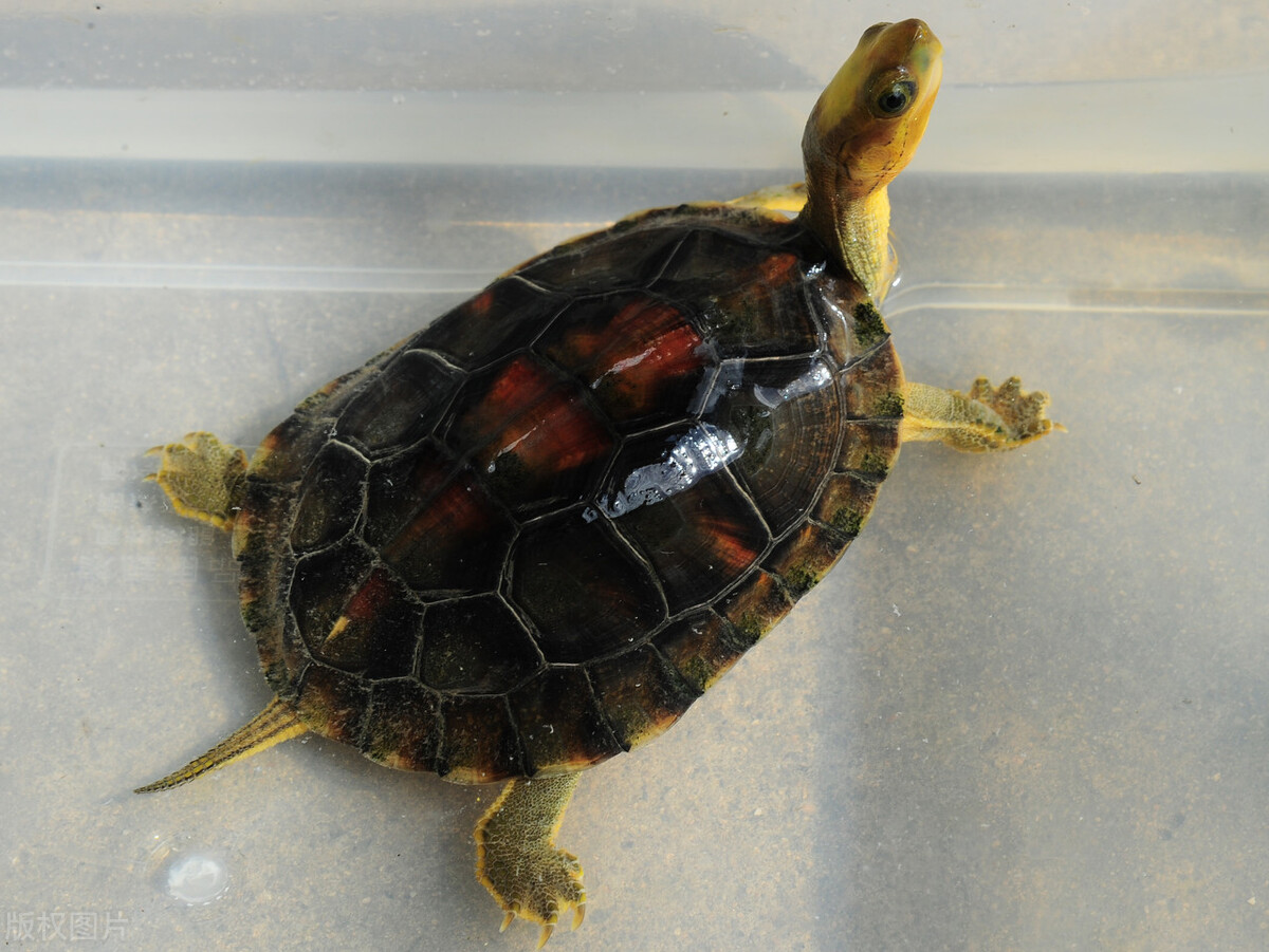 黄缘龟怎么养好,黄缘龟可以和陆龟一起养吗