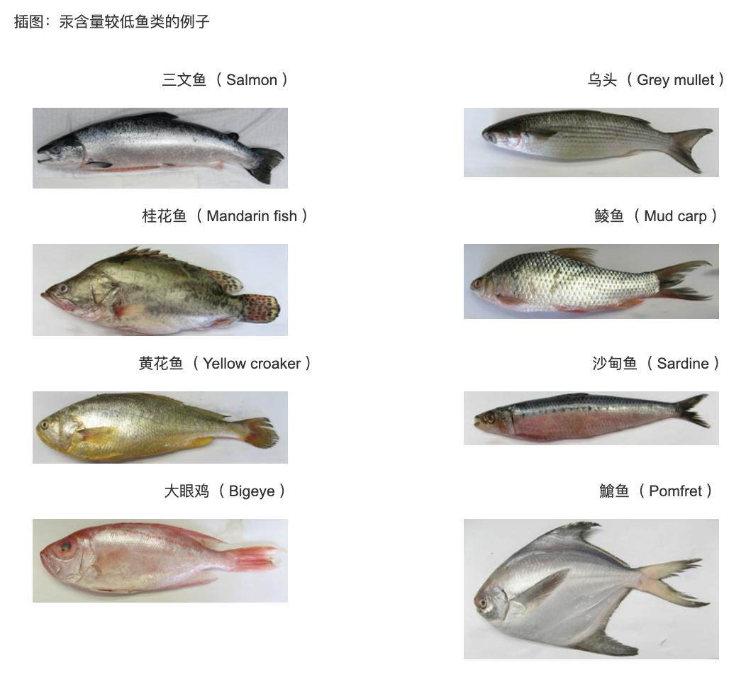 宝宝吃汞含量高的鱼有何危害吗,宝宝吃鱼会中毒吗