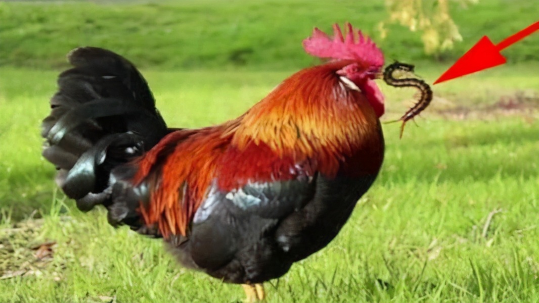 有剧毒的蜈蚣为什么怕公鸡,蜈蚣这么毒性为什么不毒死公鸡