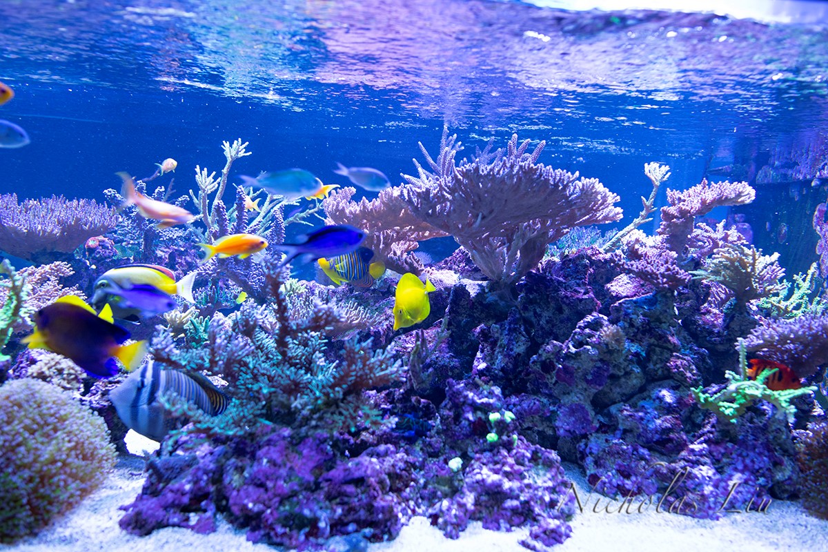 经典海水礁岩生态缸分享，180×120×60厘米三面观赏海缸