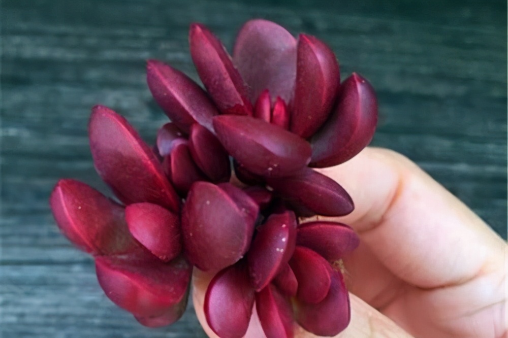 3种多肉外形很独特,8种多肉长相奇特