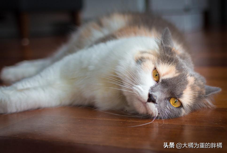 生气的小猫咪怎么哄,生气的猫怎么哄