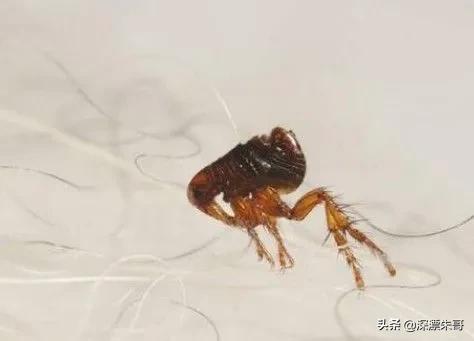 三十年前的虱子为什么消失了,8090年代的虱子是怎么灭绝的