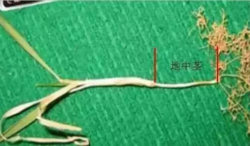 小麦黄化死苗是什么原因,小麦黄化死棵怎么处理