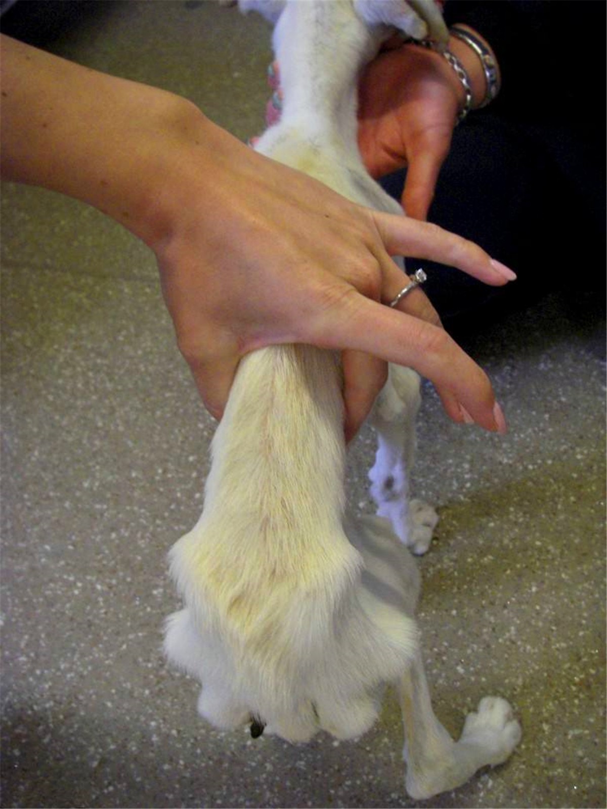 狗狗为什么养不胖,铲屎官必知的6个狗狗喂养好习惯