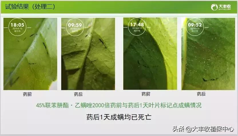 红蜘蛛物理防治妙招,红蜘蛛和壁锈虱打什么药