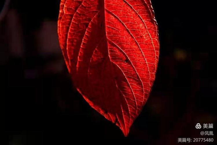 金秋拾贝——战友作品作者：瞿梅初、马庆武、张永学、王健等战友