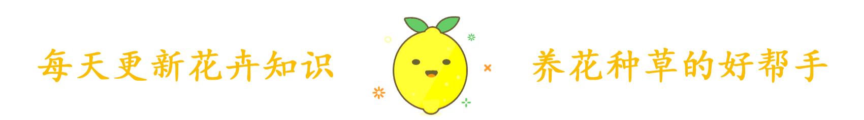 5月蚊虫多,咱可不要怕,卧室摆上几盆花,蚊虫问题轻松解决!