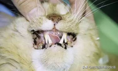 猫咪鼻子上的黑点怎么去掉,猫咪鼻子上有黑痣怎么去掉