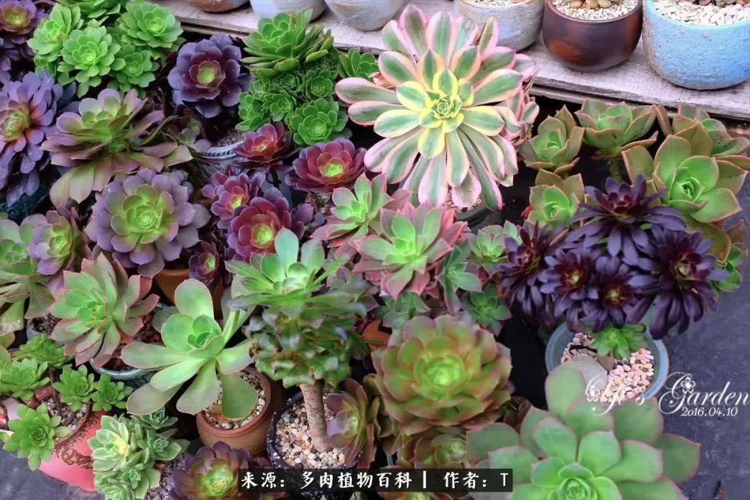 多肉还可以这样玩(上):八年养肉路剪影!