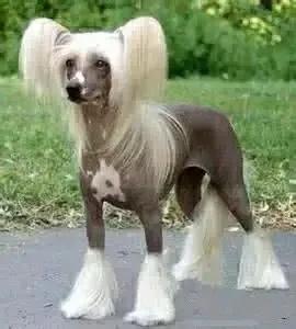 狗狗的品种大全,汪汪队狗狗品种