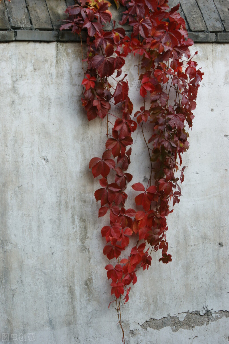 园林人需要知道的85个花卉知识,园林花卉的种类及图片