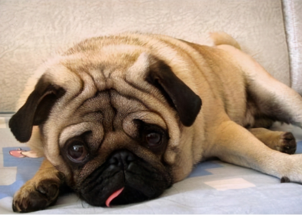 养巴哥犬需要注意什么,养巴哥犬需要注意什么细节