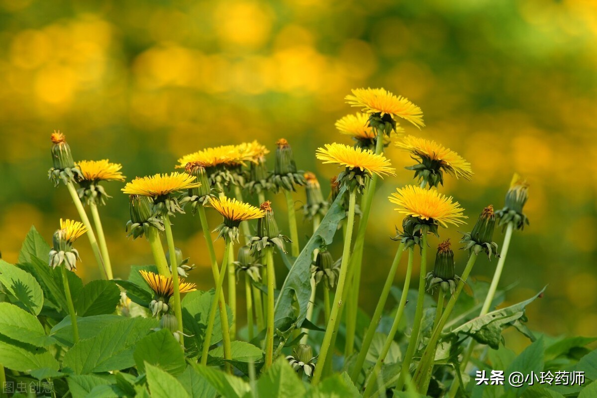 蒲公英茶治肝炎吗怎么喝,喝蒲公英茶对慢性肝炎有哪些好处