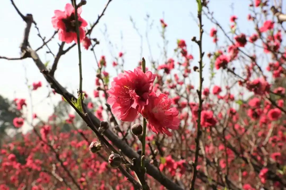广州现在花开的季节,广州现在什么花开了