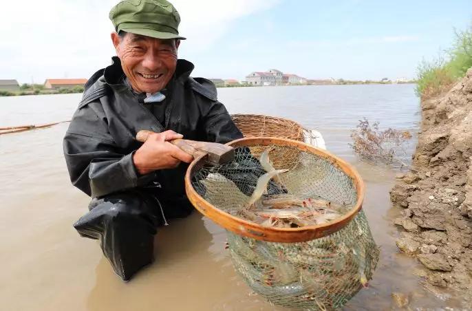 鱼虾混养什么虾比较好,鱼虾混养最新养殖技术
