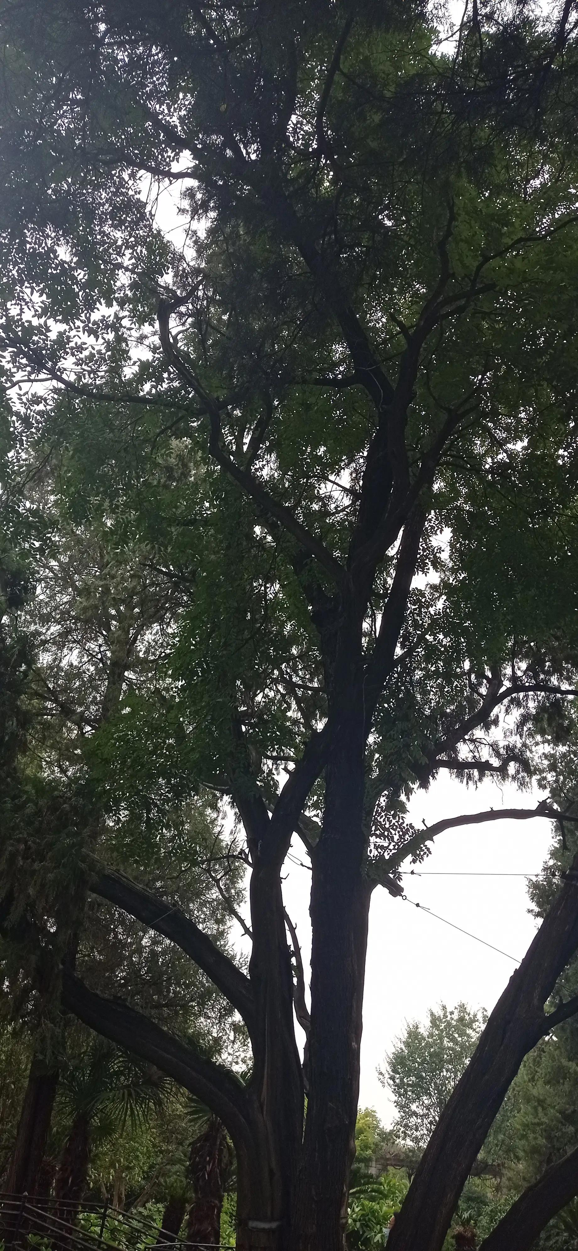 红细胞压积偏高注意什么,红细胞增多症注意事项