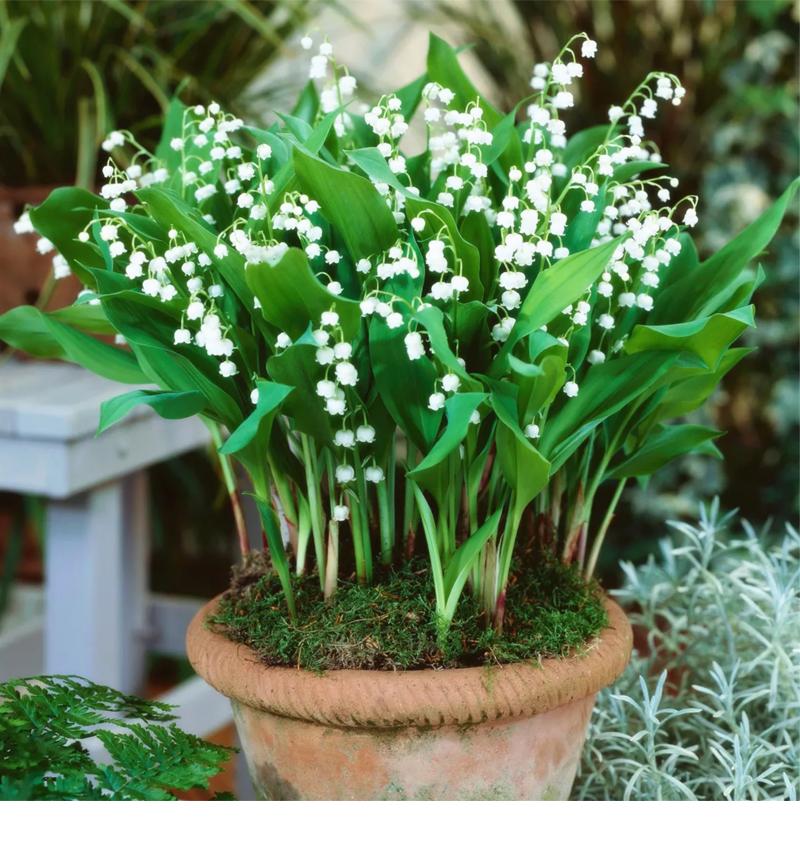 花休眠期怎么养护,铃兰花苗怎么养护和管理