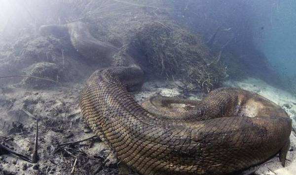 亚马逊丛林有多厉害,亚马逊丛林什么样