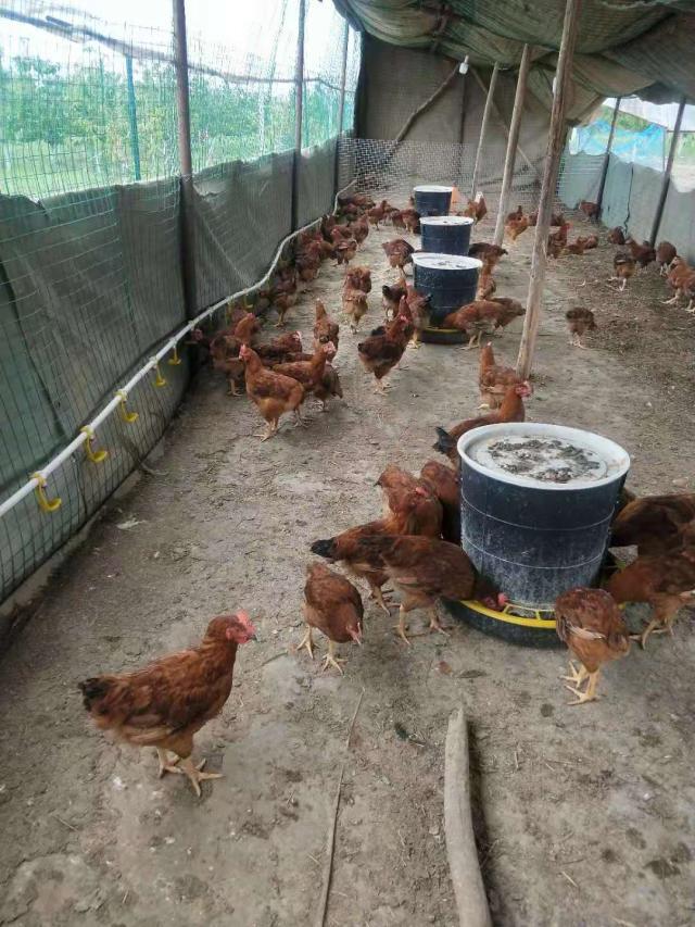 多西环素治疗鸡呼吸道,氟苯尼考加多西环素治疗支原体