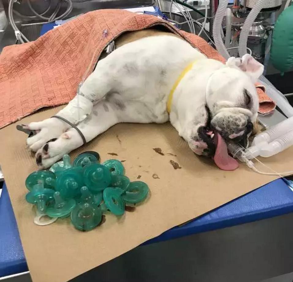 斗牛犬总吃不饱,斗牛犬为什么不爱动