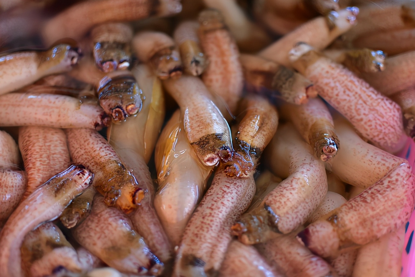 来三亚必吃的海南菜,三亚旅游在哪里吃海南菜