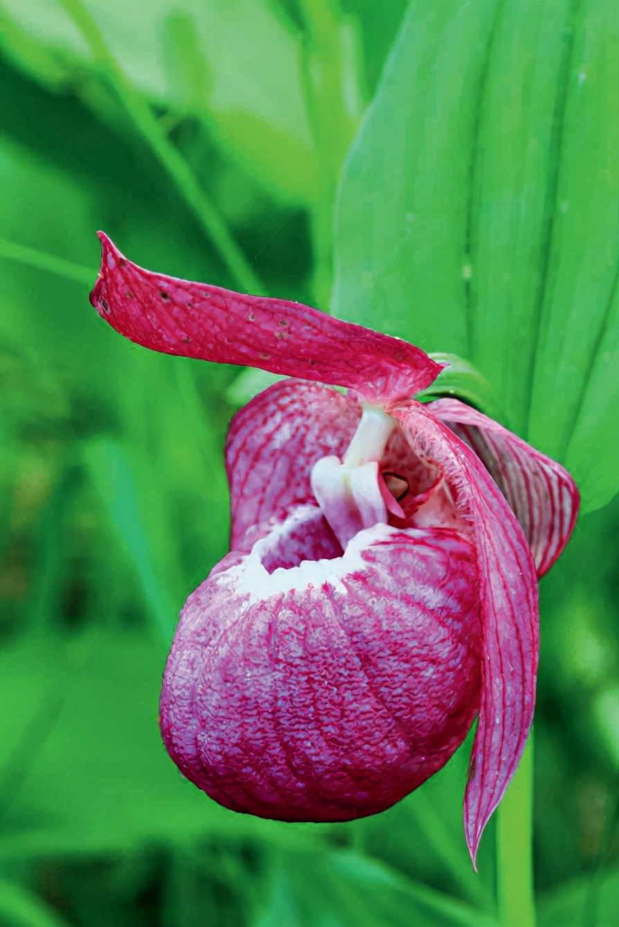 林草知识普及,林草科普讲解