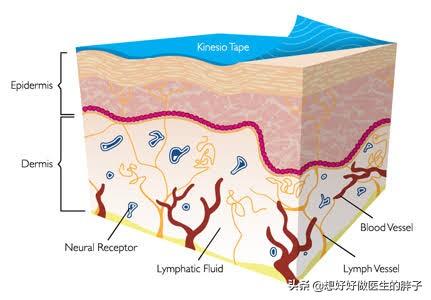 李娜打网球之前是做什么的,李娜打网球动作
