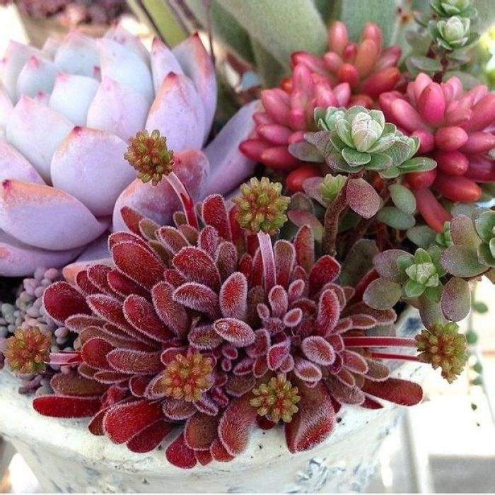 10种公认最好养室内的小盆栽,养护盆栽植物的10大技巧