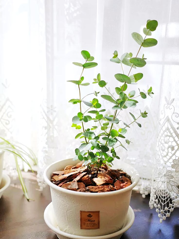 尤加利叶的养护知识,花店的尤加利叶要怎么养护