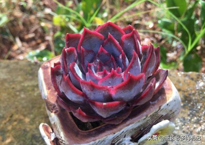 冰梅月影多肉怎么养,环境潮湿适合养什么植物