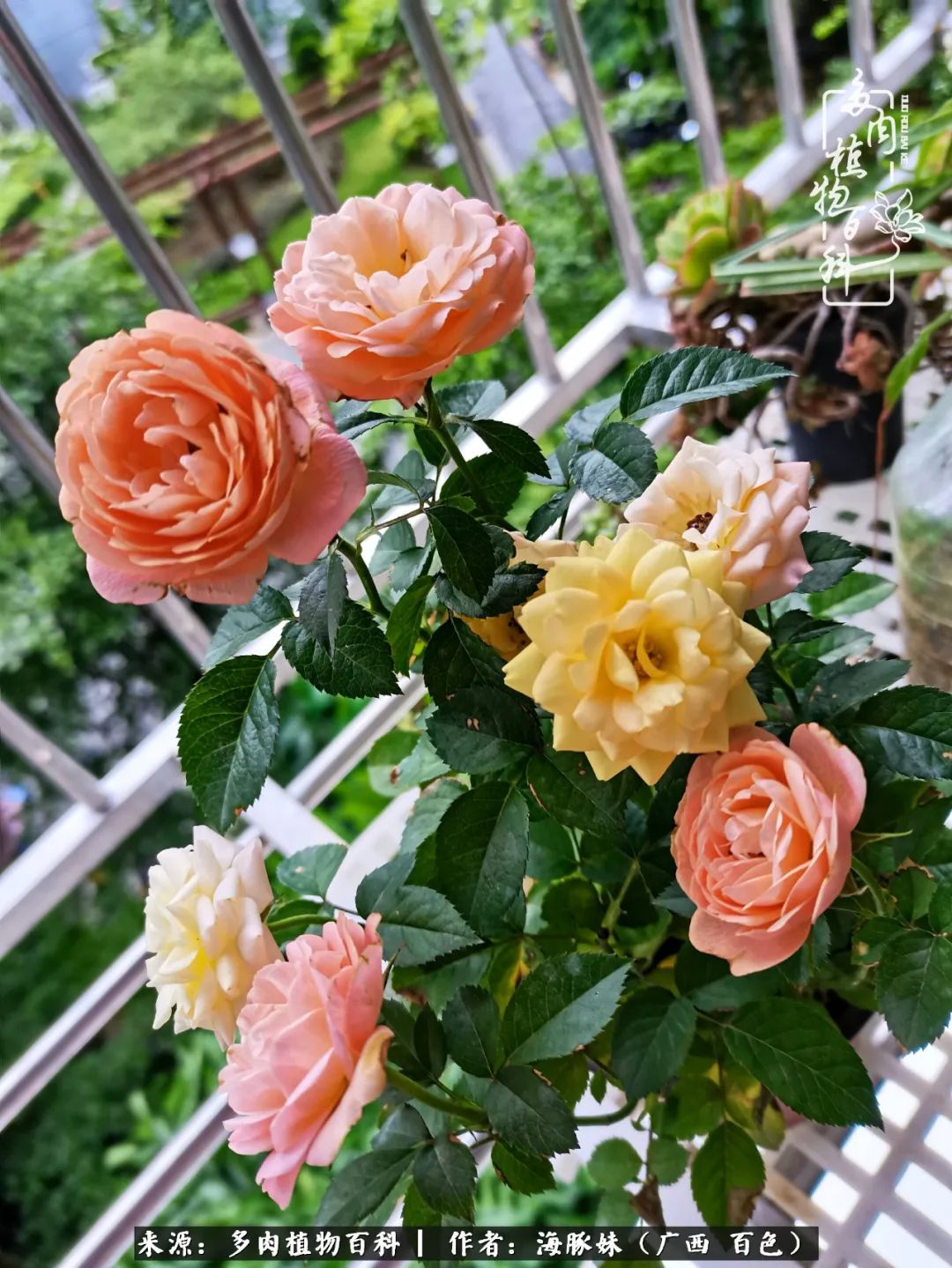 七月的雨,八月的风,多肉植物,我还是喜欢你