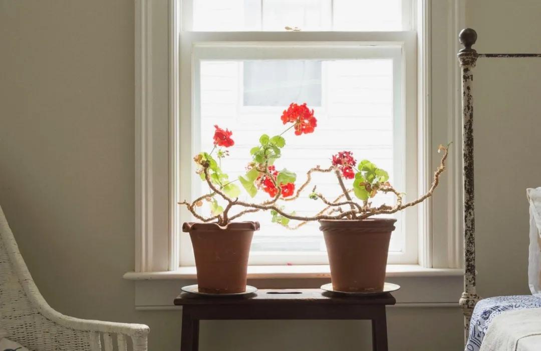 冬天天竺葵叶子发黄是什么原因,什么季节养天竺葵花最好