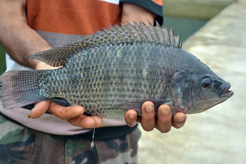 淡水鱼养殖技术和前景,哪种淡水鱼养殖经济效益更高