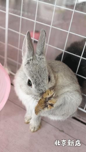 北京有没有撸猫的地方,福州撸兔兔的店