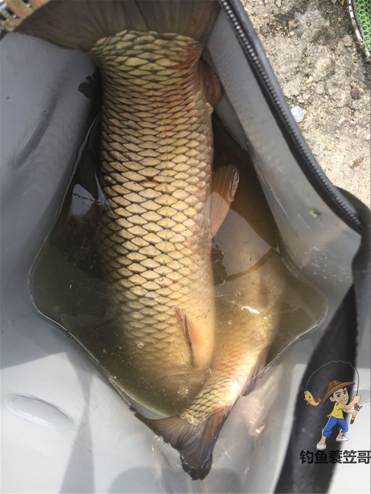 怎么判断鱼儿是否进窝,忽略了这几个细节有鱼也不会进窝