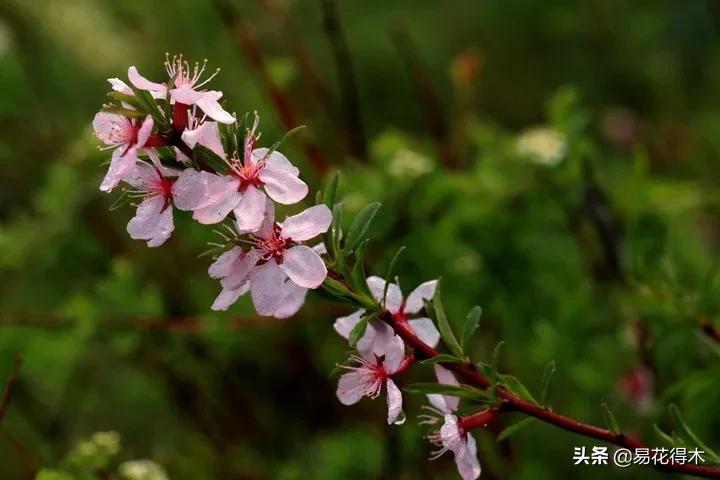 疆果新疆特产薄皮核桃,新疆的扁桃优良品种有