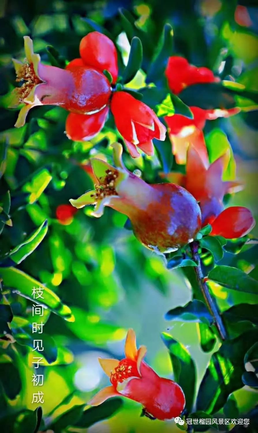 世界旅游日5月19日优惠,冠世榴园免费景点