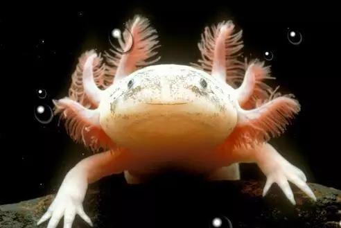 奇特尾巴的龙鱼图片,背鳍变异龙鱼图片