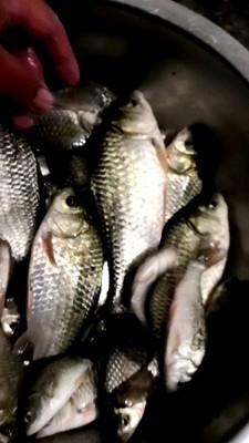 水产养殖品种的养殖模式,水产养殖发展历史和最新养殖模式